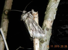 Allophyes oxyacanthae_имаго_4